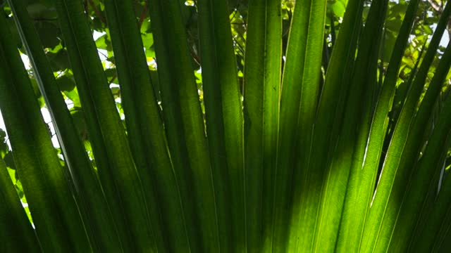 绿叶棕榈与阳光视频素材