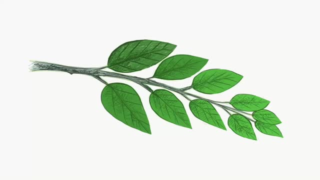 新鲜的绿叶在白色背景上的插图镜头视频下载