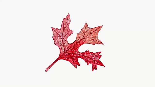 美丽的红色芙蓉叶的插图镜头视频下载