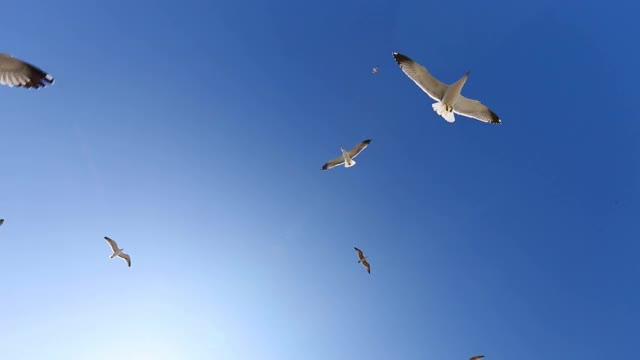 在晴朗的日子里，许多海鸥迎着蓝天飞翔视频素材