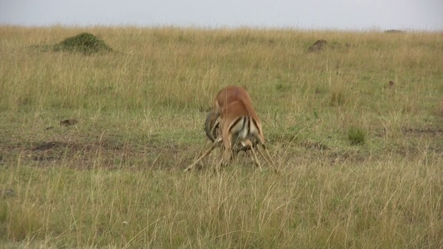 雄性黑斑羚卷入了一场激烈的战斗视频素材