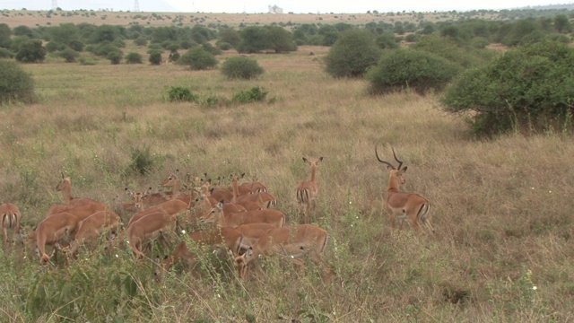 雄性黑斑羚在灌木丛中聚集他的妻子们视频素材