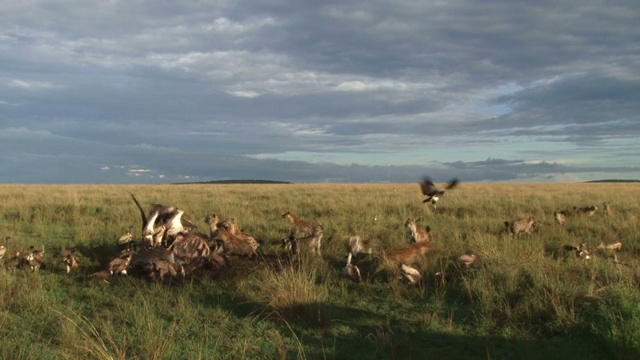 许多鬣狗和秃鹫吃河马。视频素材