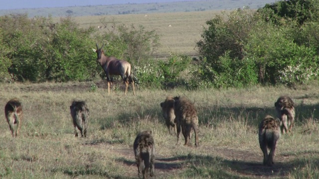 许多鬣狗接近羚羊。视频素材