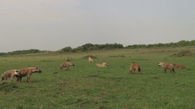 许多鬣狗看着三只狮子，准备对抗视频素材