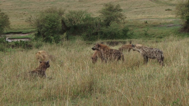 许多鬣狗耐心地等待着狮子继续进食视频素材