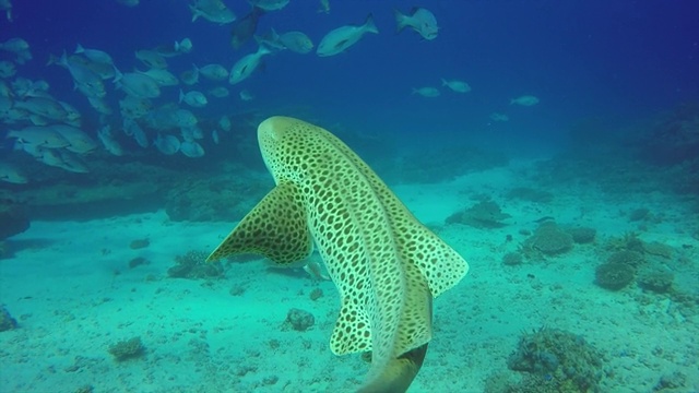 在澳大利亚昆士兰艾略特夫人岛水下游泳的斑马鲨(豹鲨)视频素材