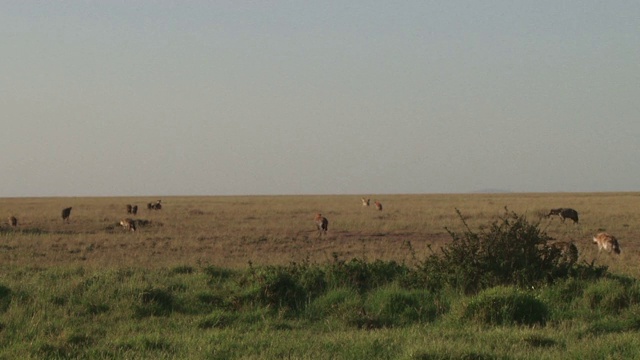 许多鬣狗分布在马拉平原的一大片区域视频素材