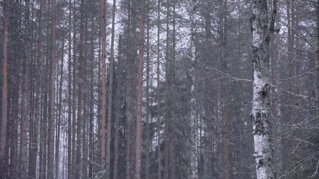 冬季芬兰北卡累利阿的巴尔的摩森林的雪景视频下载