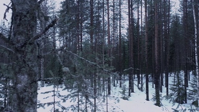 在北卡累利阿/芬兰的巴尔的摩森林的冬季风景视频下载