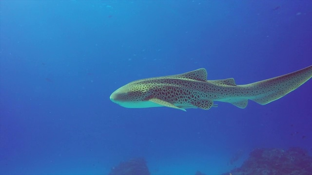 在澳大利亚昆士兰艾略特夫人岛水下游泳的斑马鲨(豹鲨)视频素材