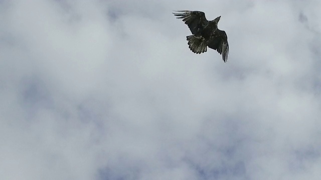 秃鹰抢夺瓦尔迪兹鲱鱼/阿拉斯加，美国视频下载