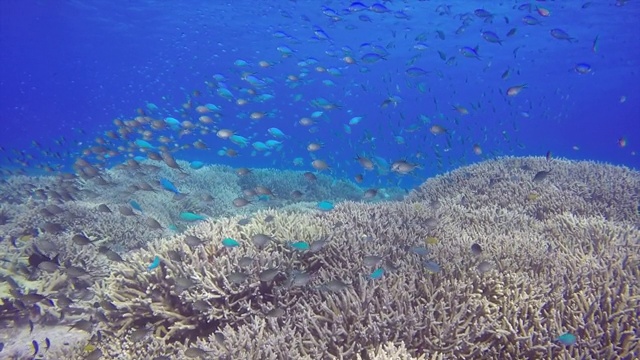 澳大利亚昆士兰艾略特夫人岛水下游泳的鱼群视频素材