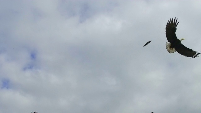 秃鹰抢夺瓦尔迪兹鲱鱼/阿拉斯加，美国视频下载