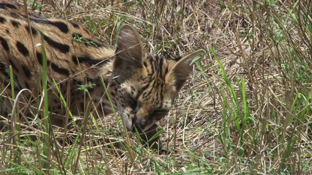 草原上有几只猫在吃老鼠视频素材