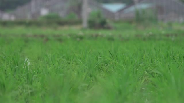 稻田梯田农业用地视频下载