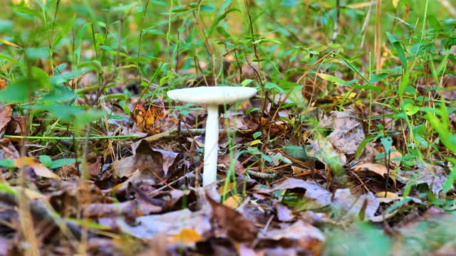 生长在树林中多叶地上的一种蘑菇视频下载