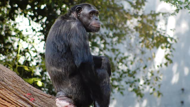 黑猩猩特写视频素材