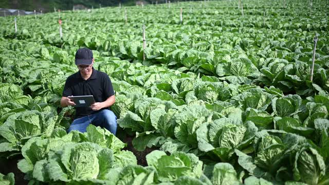 亚洲华人男性农民用数字平板记录检查他的有机农场的增长视频素材