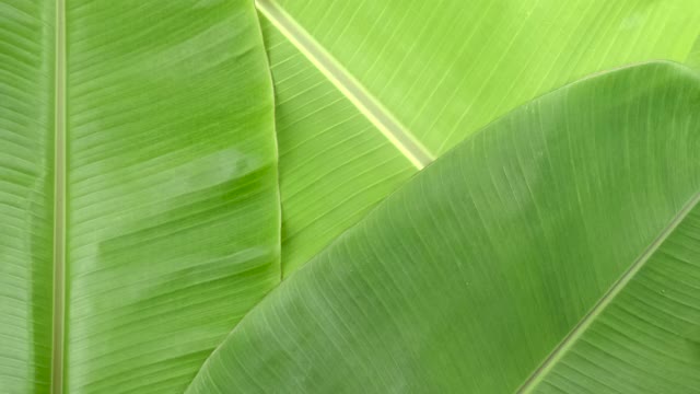 旋转拍摄绿色的香蕉叶表面视频下载