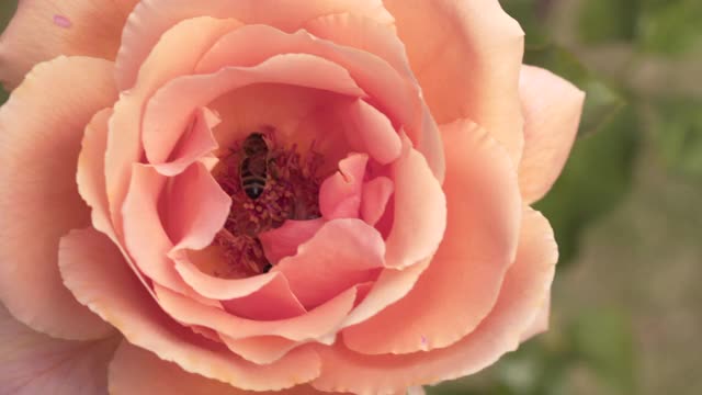 玫瑰和蜜蜂视频素材