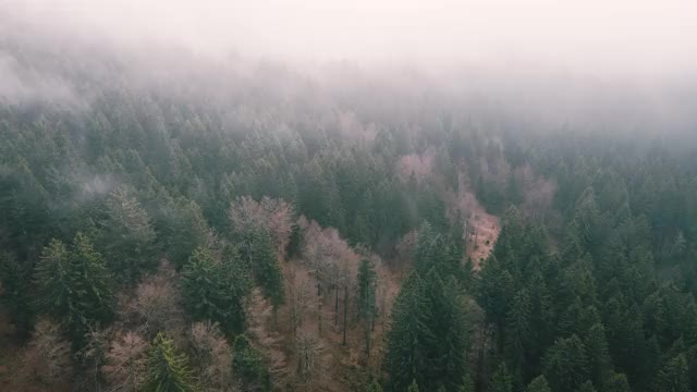 鸟瞰图的森林在秋天的雾和阴天视频素材
