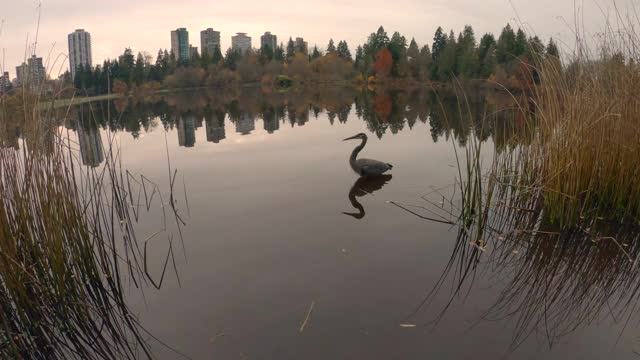 鹭狩猎失落的泻湖温哥华4K超高清视频素材