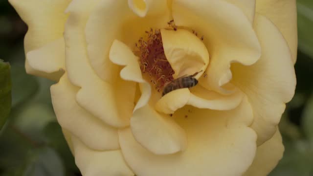 玫瑰和蜜蜂视频素材
