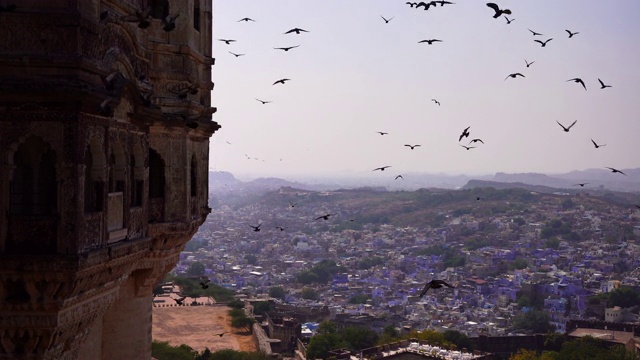 日落时分，印度拉贾斯坦邦的乌代普尔城宫殿里，一些鸽子在飞翔视频下载