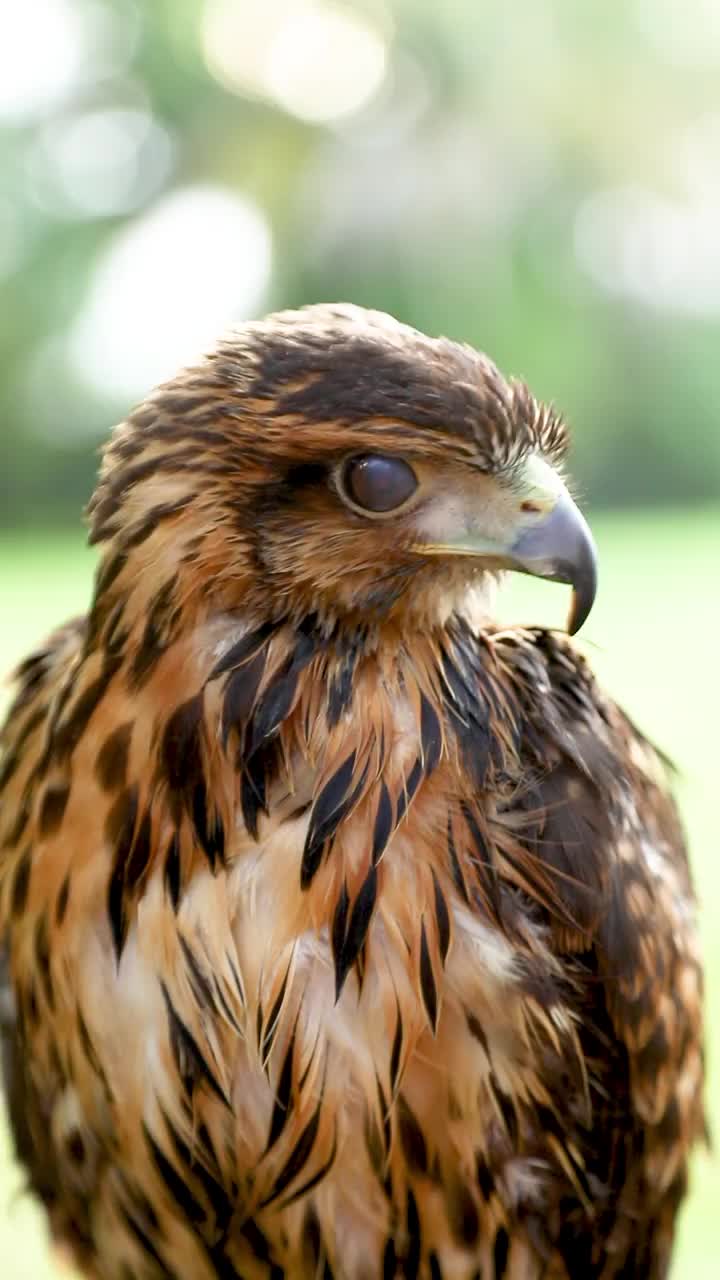 哈里斯鹰(Parabuteo unicinctus)，以前被称为海湾翼鹰或暗鹰，在拉丁美洲被称为peuco，是一种中型和大型的猛禽视频素材
