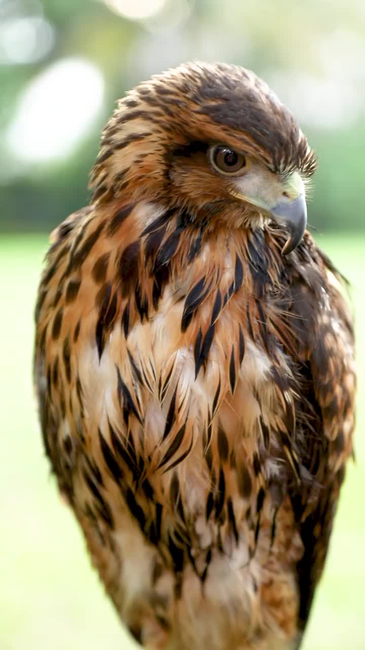 哈里斯鹰(Parabuteo unicinctus)，以前被称为海湾翼鹰或暗鹰，在拉丁美洲被称为peuco，是一种中型和大型的猛禽视频素材
