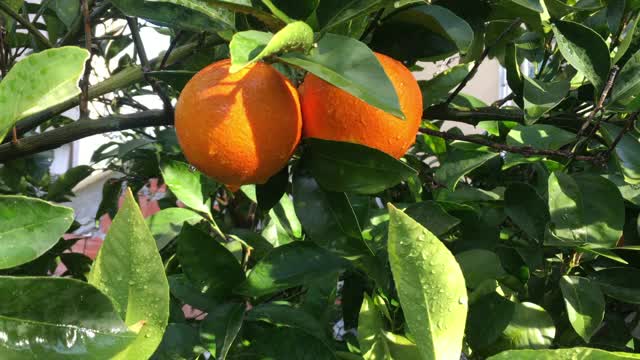 自家菜园里的新鲜有机橙子视频素材
