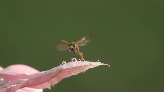 蜜蜂，黄蜂和水滴视频素材