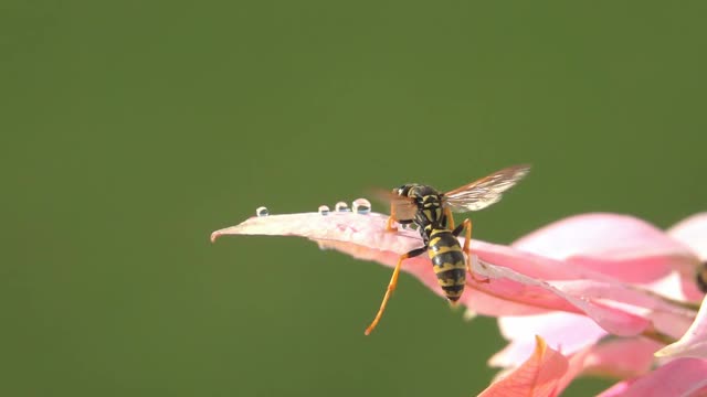 蜜蜂黄蜂和水滴在粉红色的花朵上饮水视频素材