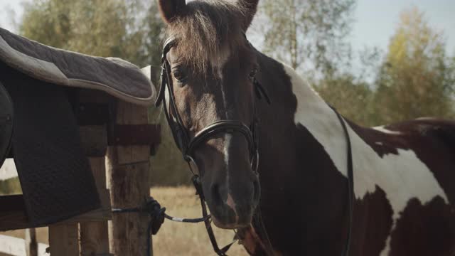 在农村，一匹马正在马厩里休息，它刚卸下鞍子，把鞍子放在木篱笆上视频下载