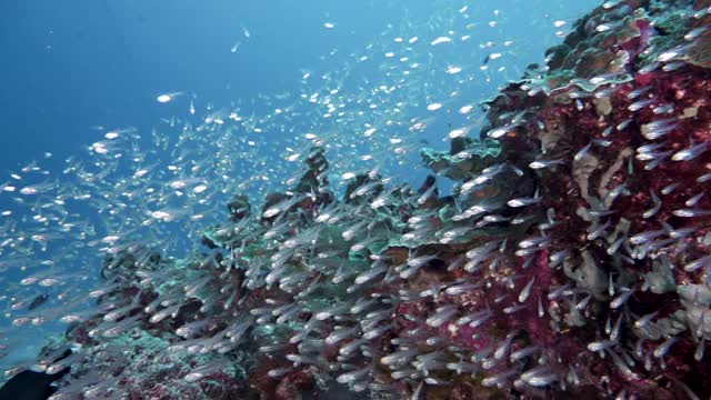 珊瑚礁上巨大的食物链视频素材