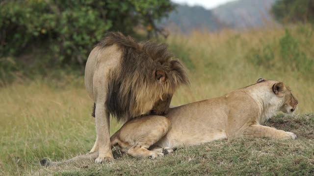 非洲-狮子交配视频下载