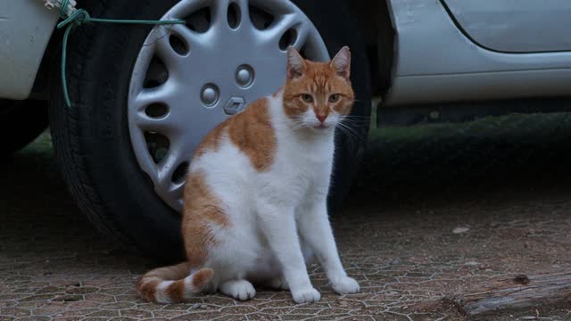 街上一只流浪猫坐在一辆车的车轮旁。视频下载