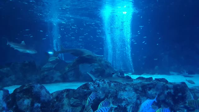 鲨鱼和各种各样的鱼在主要的泡泡群周围嬉戏视频下载