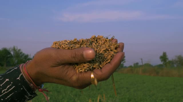 稻子从亚洲人的手上落下视频素材