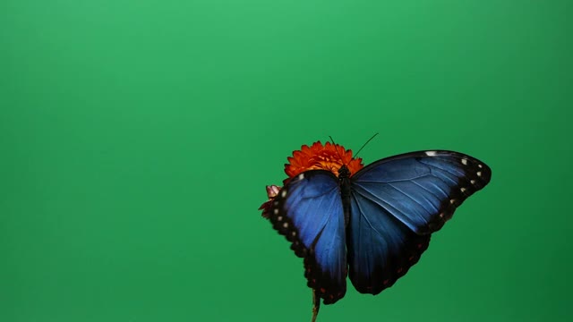 红色花朵上的蓝色大闪蝶视频下载