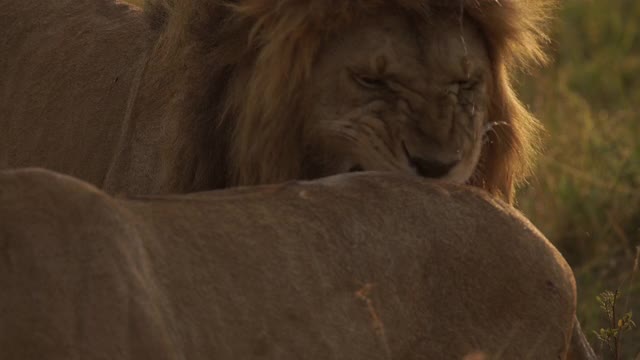 非洲-狮子怒吼视频素材