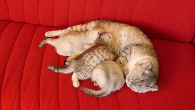小猫和猫妈妈睡在沙发上。猫和小猫在睡觉。视频素材