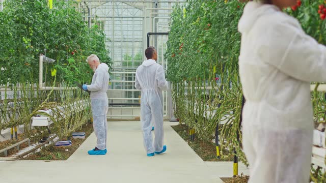 一名女性研究技术员在高科技温室里检查西红柿植株视频素材