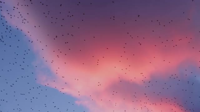 黄昏时分，鸟儿在天空中飞翔视频素材