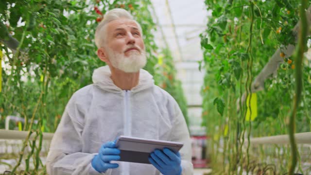 高级男温室技术员在检查温室里的番茄植株视频素材