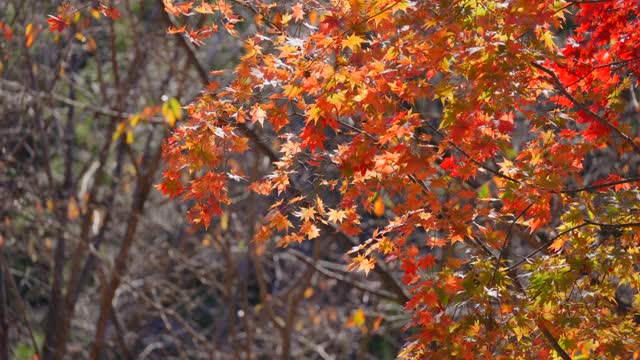 枫树的秋叶在风中摇曳视频素材