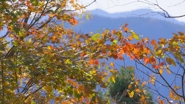 枫树的秋叶在风中摇曳视频素材
