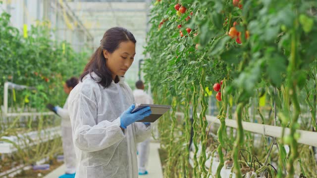 一名女性研究技术员在高科技温室里检查一株番茄视频下载