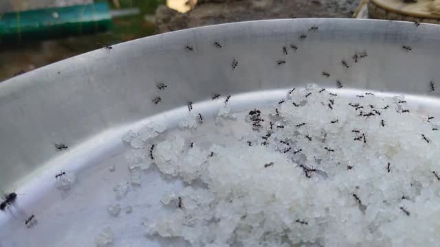 黑蚂蚁吃着不锈钢盘子里的糖块，并把它们搬运过来。视频素材